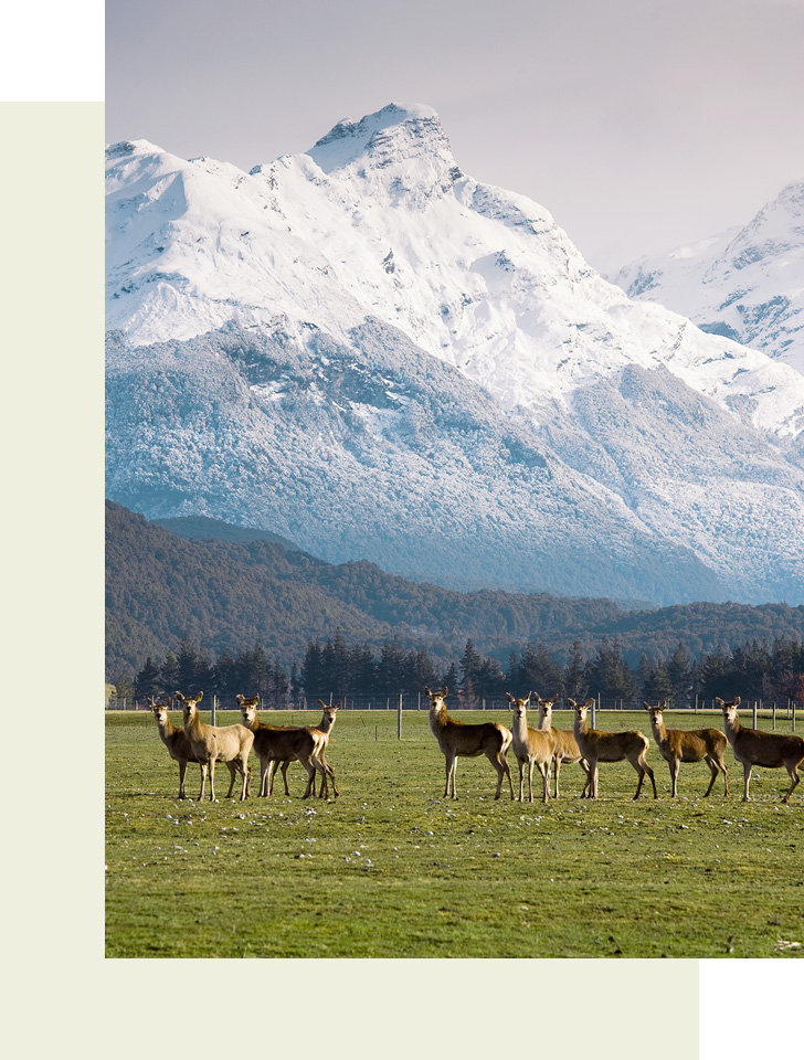 the-natural-pet-treat-company